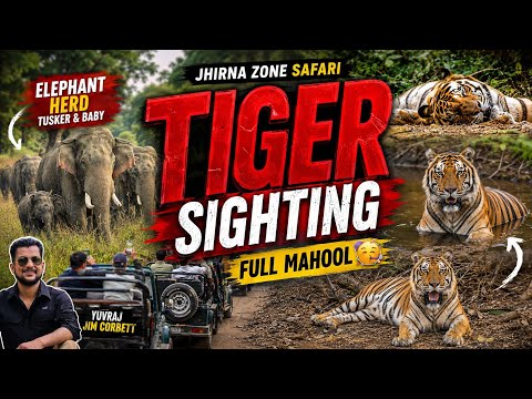 Tiger Sighting 🔥 | Tiger Ki Masti Aur Elephant Herd Ne Bana Di Safari! #jimcorbett 