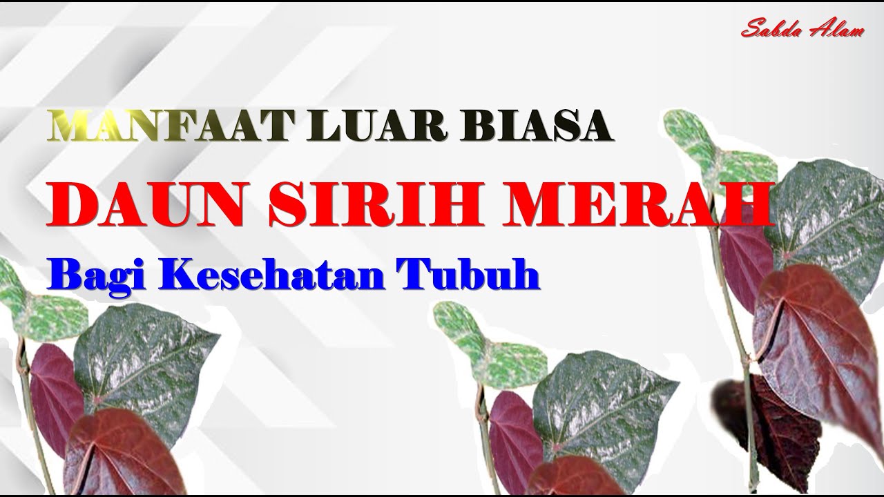 LUAR BIASA || MANFAAT DAUN SIRIH MERAH BAGI KESEHATAN TUBUH 