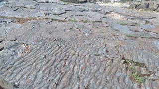 Petrified mud ripples 