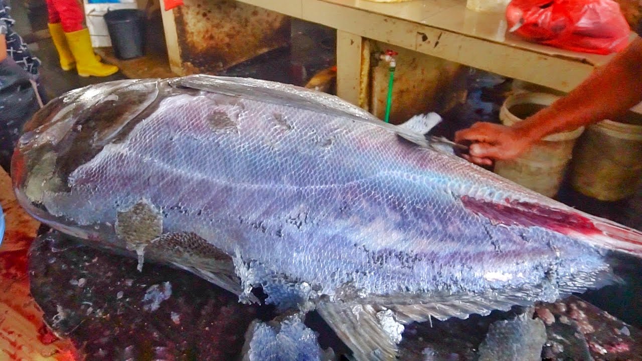 460 LB / 320 HUGE TREVALLY FISH CUTTING FOR SUSHI & SASHIMI BY EXPERT