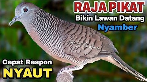 Perkutut lokal gacor RAJA PIKAT ini ahlinya bikin semua burung perkutut gacor nyaut
