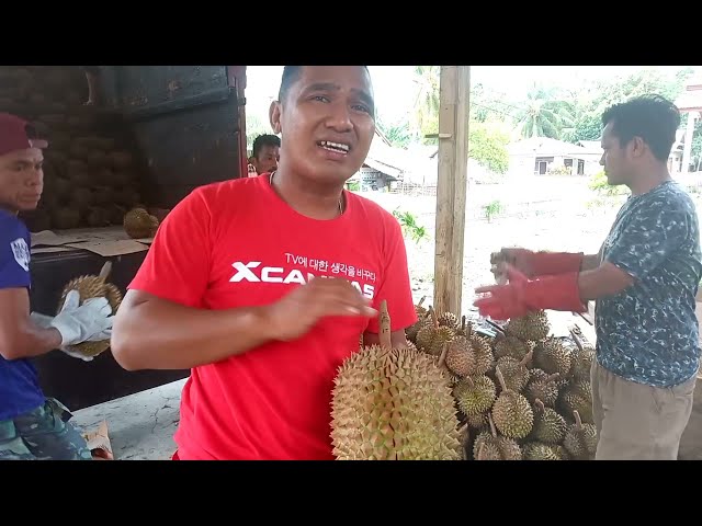 BUAH DURIAN MONTONG, bisnis menjanjikan | durian montong merah | durian musangking class=