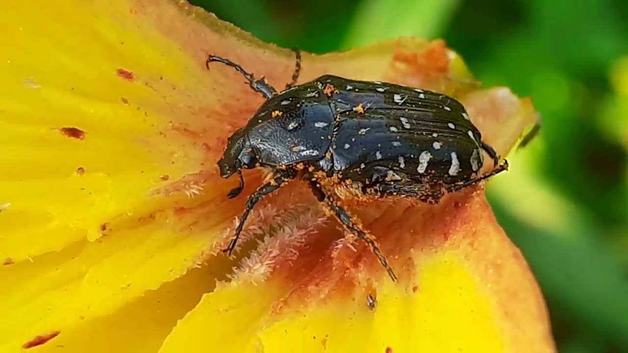 Бронзовка вонючая (Oxythyrea funesta),  олёнка рябая, олёнка зловонная.