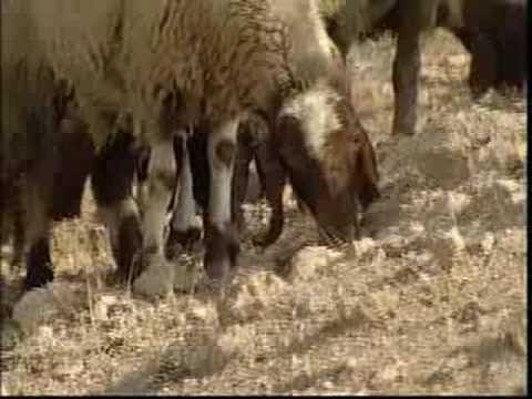 Watch The Lord is my shepherd Harry Secombe on YouTube