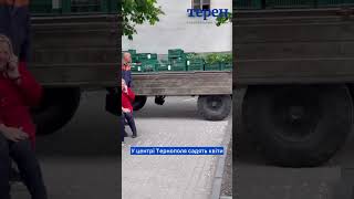 У центрі Тернополя садять квіти