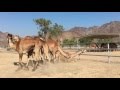 Australian Camels exported to Gulf States