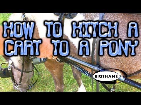 Video: Hitching My Miniature Horse: The Easy Entry Cart