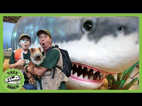 Dinosaurs & Giant Megalodon Shark! Baby T-Rex Dinosaur Missing in Jurassic Quest Kids Adventure
