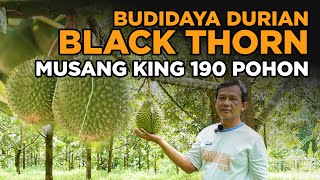 Budidaya Durian Eksklusif BLACK THORN, MUSANG KING, & Bawor – Dijamin Menggiurkan!