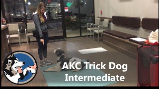 AKC Trick Dog Intermediate Test  Klaus the Standard Poodle