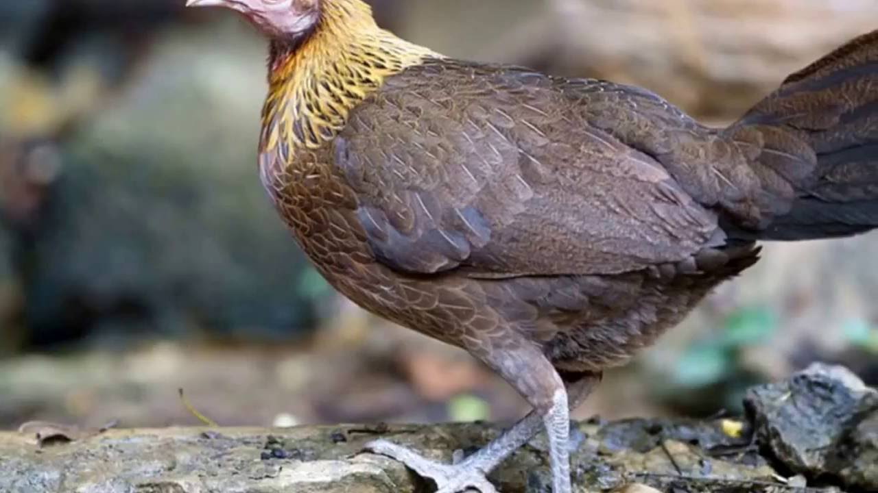 Дикая Курица Фото