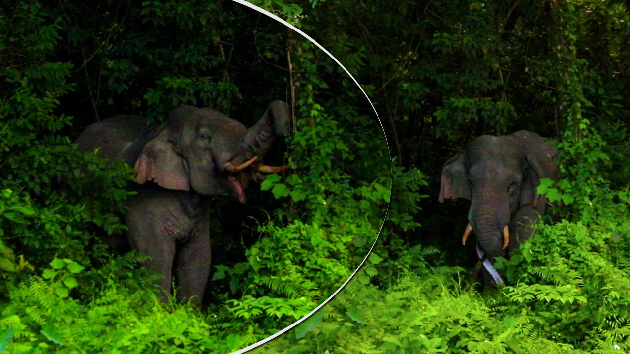 one-giant-tusker-elephant-eating-tree-bark-nearby-the-road-youtube