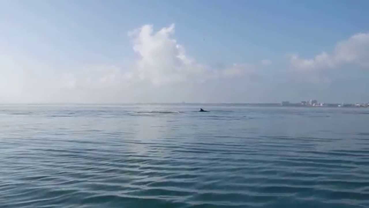 Corpus Christi dolphins 5 YouTube