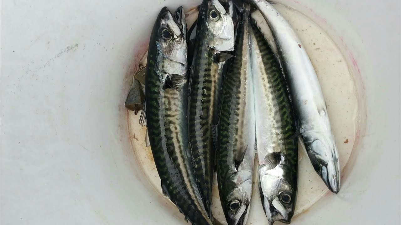Mackerel and Striper fishing (Saco/OOB Maine 2019) YouTube