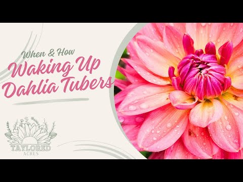 Pre-Sprouting Dahlia Tubers: When & How to Wake Up Your Tubers for ...