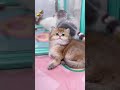 かわいい子猫たちに心がメロメロになるよ。#猫 #子猫 #可愛い