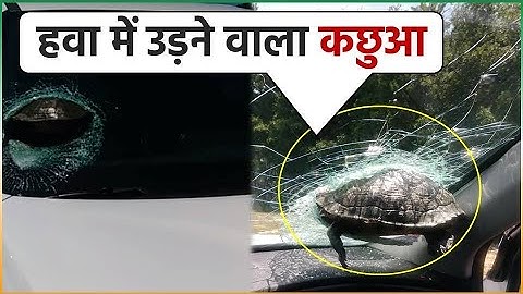 चलती कार में कांच तोड़कर अंदर घुसा कछुआ, हैरान कर देने वाली वायरल वीडियो