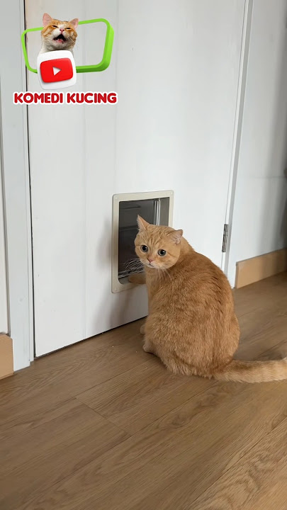 𝗠𝗔𝗟𝗔𝗛 𝗗𝗜𝗚𝗔𝗥𝗨𝗞-𝗚𝗔𝗥𝗨𝗞 #short