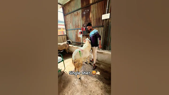 single Sher 🦁 #youtube #sheepfarming #animals #sheepworld #youtubevideos - DayDayNews