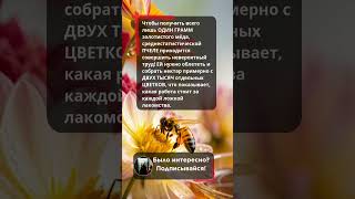 Сколько цветков нужно, чтобы получить 1 грамм сладости? 🍯 Вы будете в шоке! #shorts