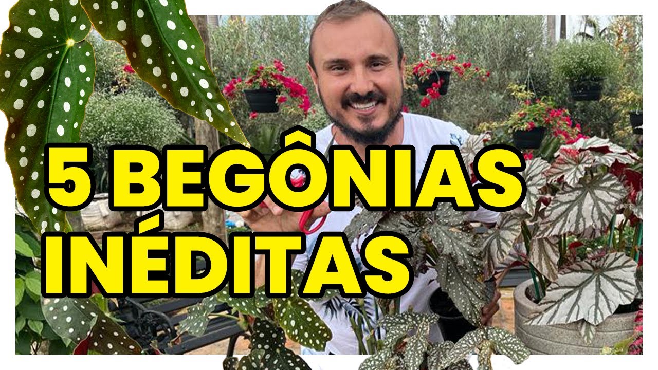 Conheça 5 espécies inéditas de BEGÔNIAS e aprenda como cultivá-las
