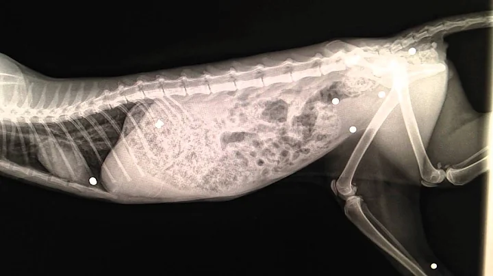 Cat survives being shot 16 different times