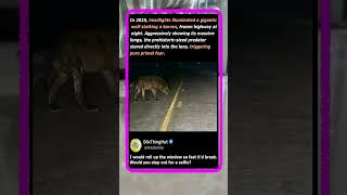 This Gigantic Predator Is Pure Nightmare Fuel! 🐺 #Nature #Scary #Wildlife