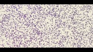 Particulas After Effects (Trapcode).mp4