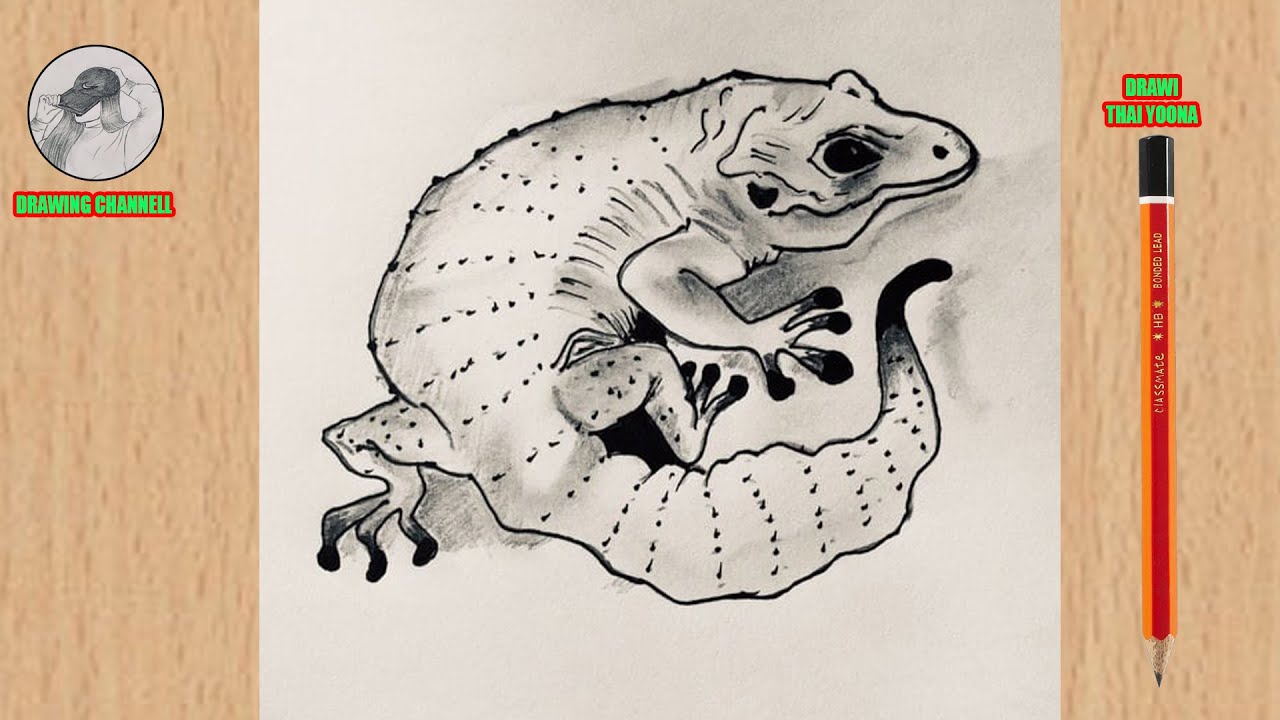 How to Drawing Tokay gecko Video how to draw for beginners how to draw