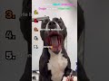 Ranking the MOST DRAMATIC DOGS on the Internet!!🤣🐶