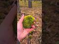 Calming Forest Moss Sounds 🌳 Nature ASMR #naturesounds