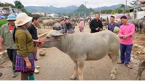 CHỢ TRÂU BẮC HÀ GẶP RẤT NHIỀU TRÂU ĐƯỢC CHỐT THÀNH CÔNG, NHIỀU TRÂU TO ĐẸP XUỐNG CHỢ BÁN.