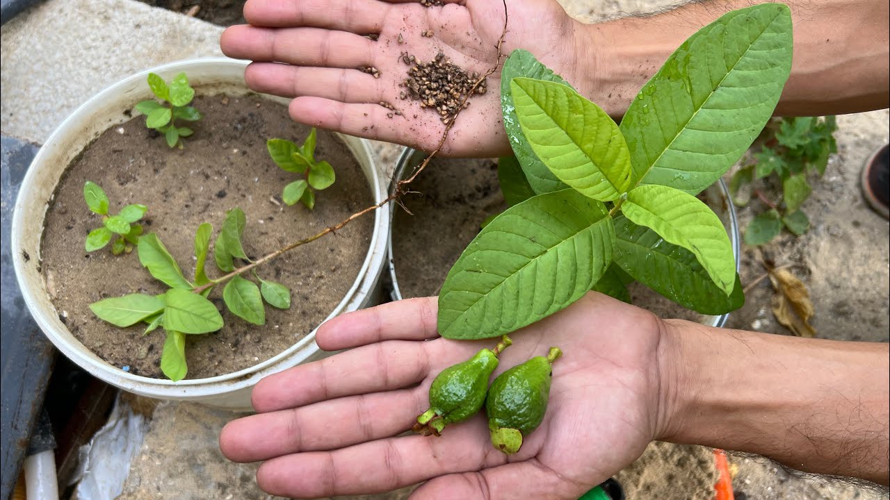 زراعة الجوافة من البذور بالمنزل🪴ثمرة وحدة تنتج شتلات عديدة ومثمرة مجانًا + العناية👈سرعة نمو وثمار