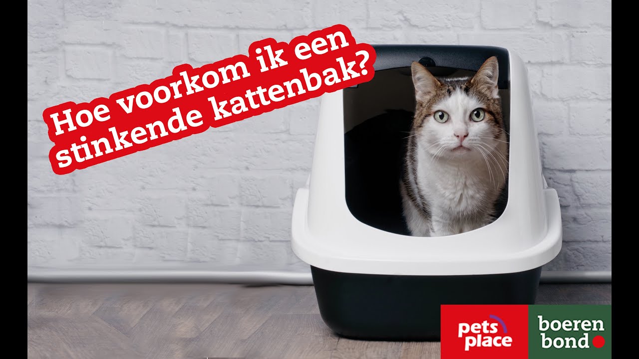 Kattenbak schoonmaken; waarmee, hoe vaak en wanneer? - Pets Place Kattenbak Schoonmaken; Waarmee, Hoe Vaak En Wanneer? - Pets Place