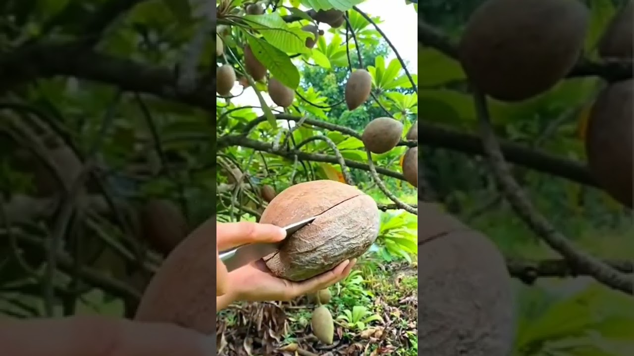 Amazing Big Ripe Fruit 