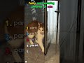 Confusing behavior of cats.#cat #funny #confusing behavior#fyp