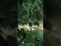 Rain Drops on Leaves 🌿 Relaxing Nature Rain #shorts