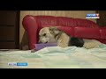 Владимир Путин подписал закон об усилении ответственности за жестокое обращение с животными
