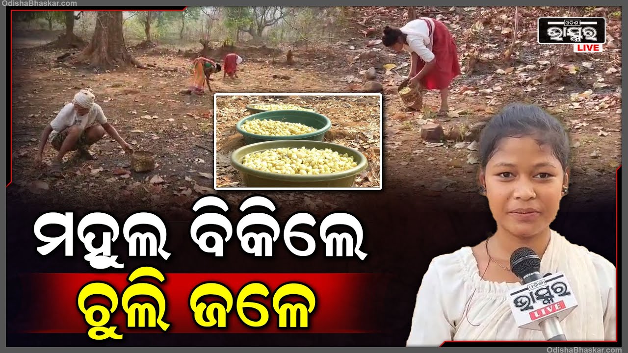 ଦି ମୁଠା ଦାନା ପାଇଁ ସକାଳୁ ସକାଳୁ ଲାଗିପଡୁଛନ୍ତି କାମରେ, ନହେଲେ ଦିନ ସାରା ରହିବେ ଭୋକ ଉପାସରେ ।
