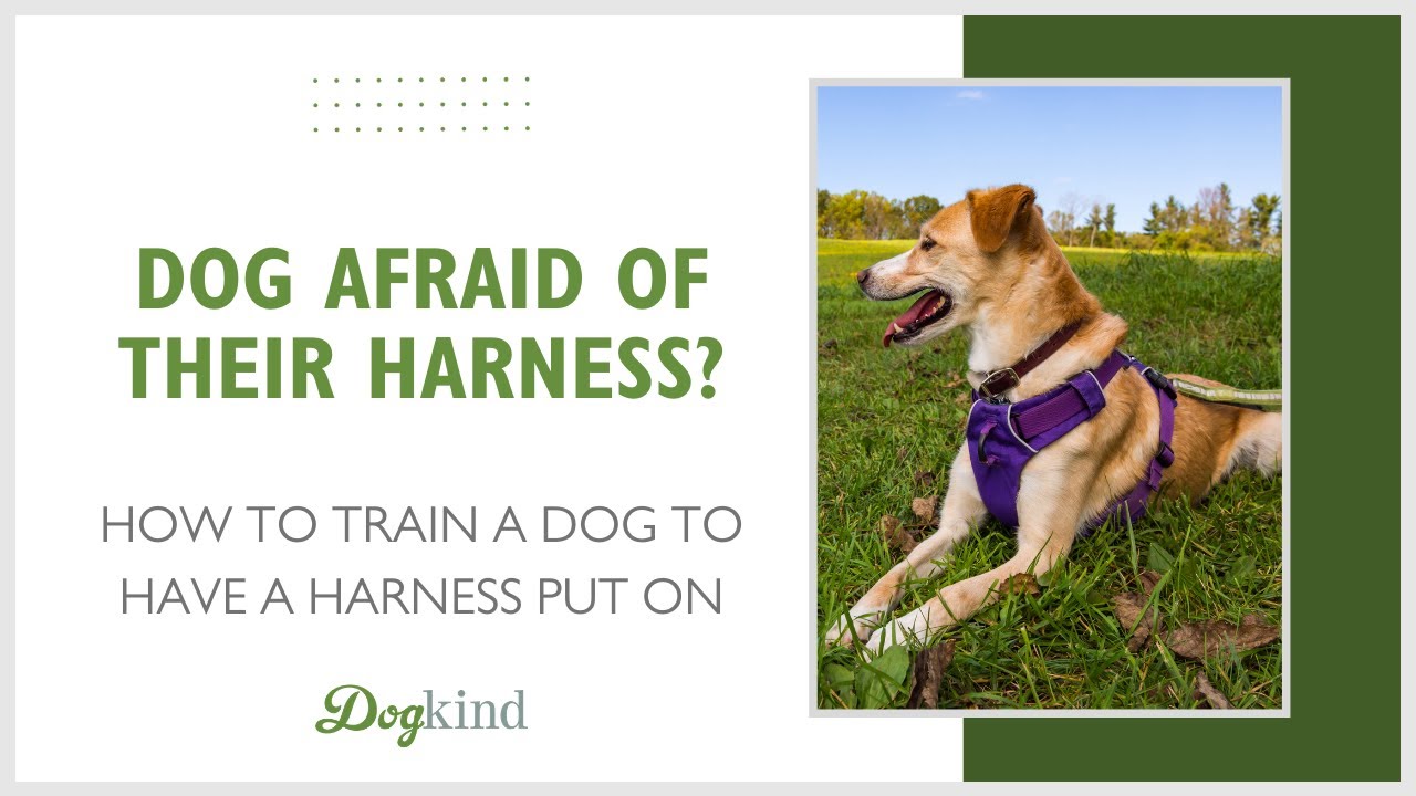 how to put a leash on a fearful dog