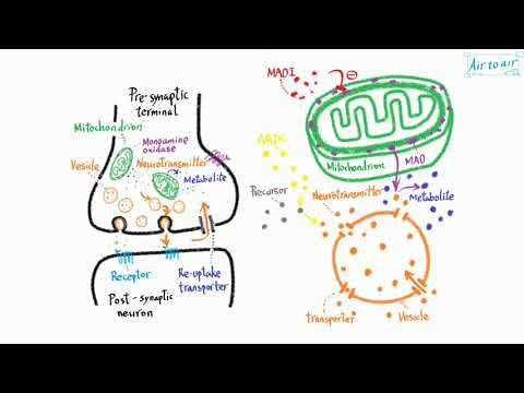 Video: Apakah monoamine oksidase obat?