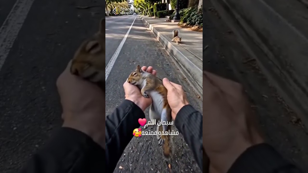 care the animal and respect to the person 🙏🙏🙏🫡🫡🫡🫡👈👈👈♥️👈♥️👈♥️🔥🔥🔥