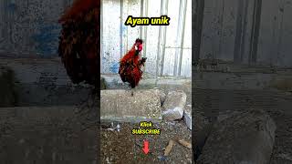 Ayam Jago Unik   Ayam Unik shorts