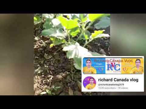 sa maliit na harden basta mag sipag my sariwang gulay vlog ni richard Canada vlog