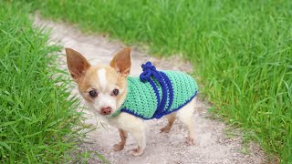 How To Crochet a Dog Sweater (All Sizes) - Beginner Friendly Tutorial by Last Minute Laura 363 views 1 month ago 48 minutes