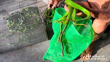 Chuyên gia bắt rắn lục đuôi đỏ cực độc bằng tay ko độc nhất vô nhị ở việt nam p1