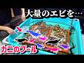サワガニプールに大量のエビを入れてみる。