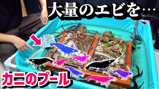 サワガニプールに大量のエビを入れてみる。