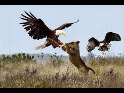 Image result for eagle attacks cougar