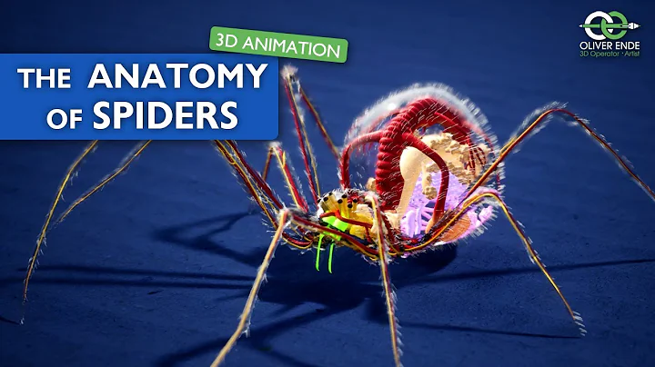 The fantastic anatomy of spiders - all you have to know - DayDayNews